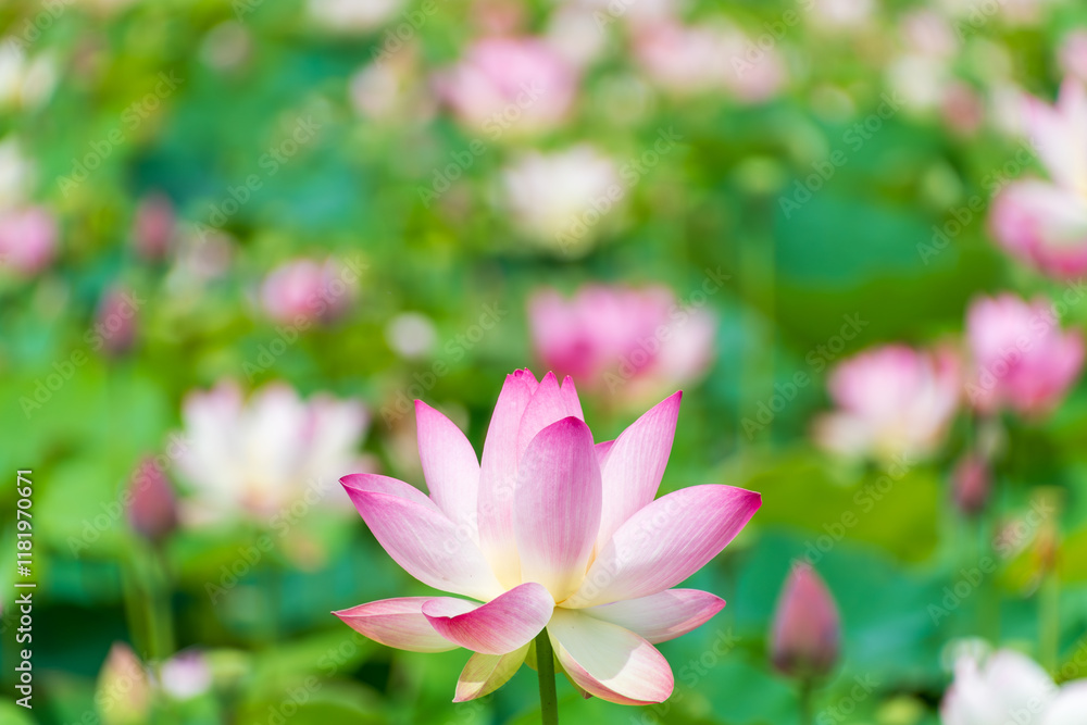 蓮の花と緑の背景 蓮の花と緑の背景