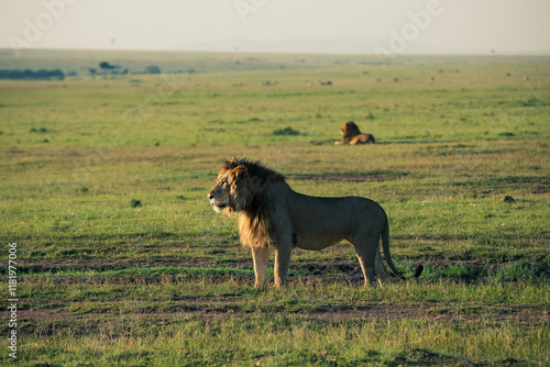Majestic and Vigilant: Male Lions Survey the Vast Maasai Mara Plains
