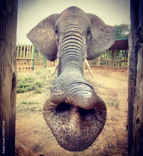Trunk First: Wide-Angle View of a Rescued Elephant in Transitional Care at Umani Springs