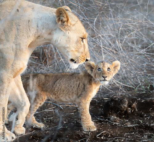 A Lion Cub’s Concerned Gaze Meets His Mother’s Steady Determination as They Navigate the Climate Crisis in Amboseli’s Drought-Stricken Landscape 