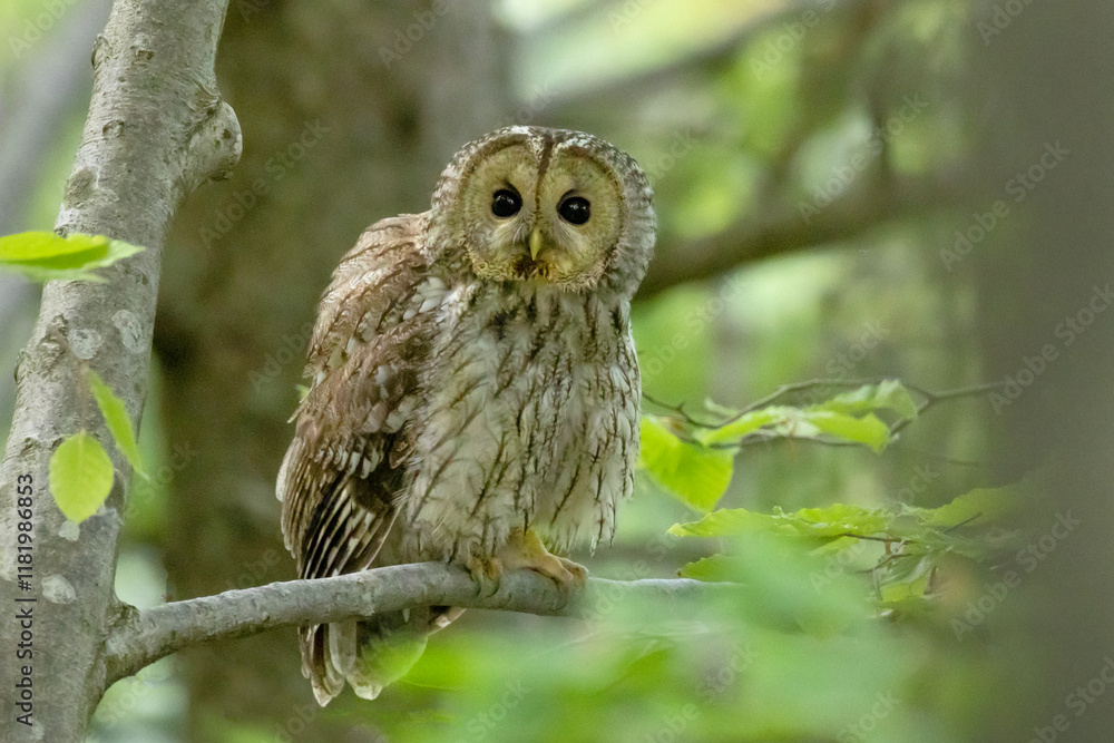 Tawny owl (Strix aluco), also called the brown owl, sitting on branch Tawny owl (Strix aluco), also called the brown owl, sitting on branch