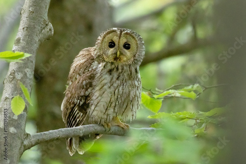 Tawny owl (Strix aluco), also called the brown owl, sitting on branch