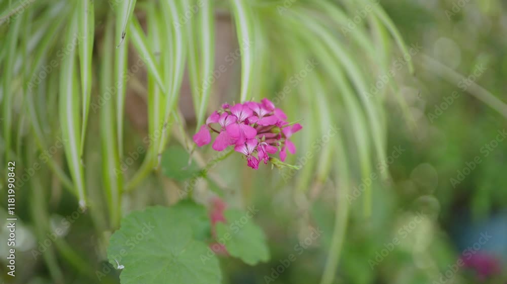 Vibrant orange flowers blooming in a lush green garden. Vibrant orange flowers blooming in a lush green garden.