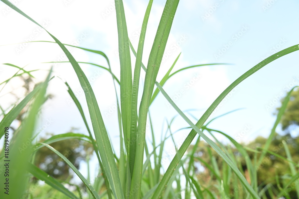 Eleusine coracana or Finger millet plants. It is called Ragi and madua in India and Kodo in Nepal. It is an annual herbaceous plant. Its widely grown as a cereal crop in the in Africa and Asia. Eleusine coracana or Finger millet plants. It is called Ragi and madua in India and Kodo in Nepal. It is an annual herbaceous plant. Its widely grown as a cereal crop in the in Africa and Asia.