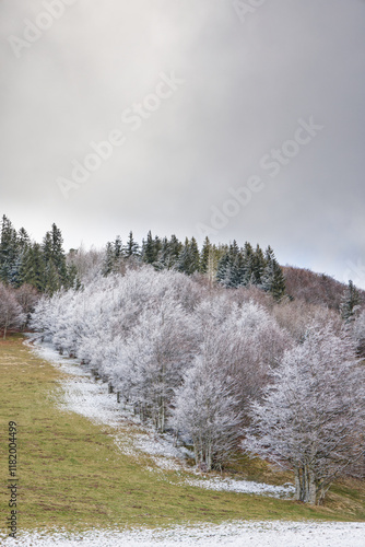 Première neige sur les sommets Vosgiens photo