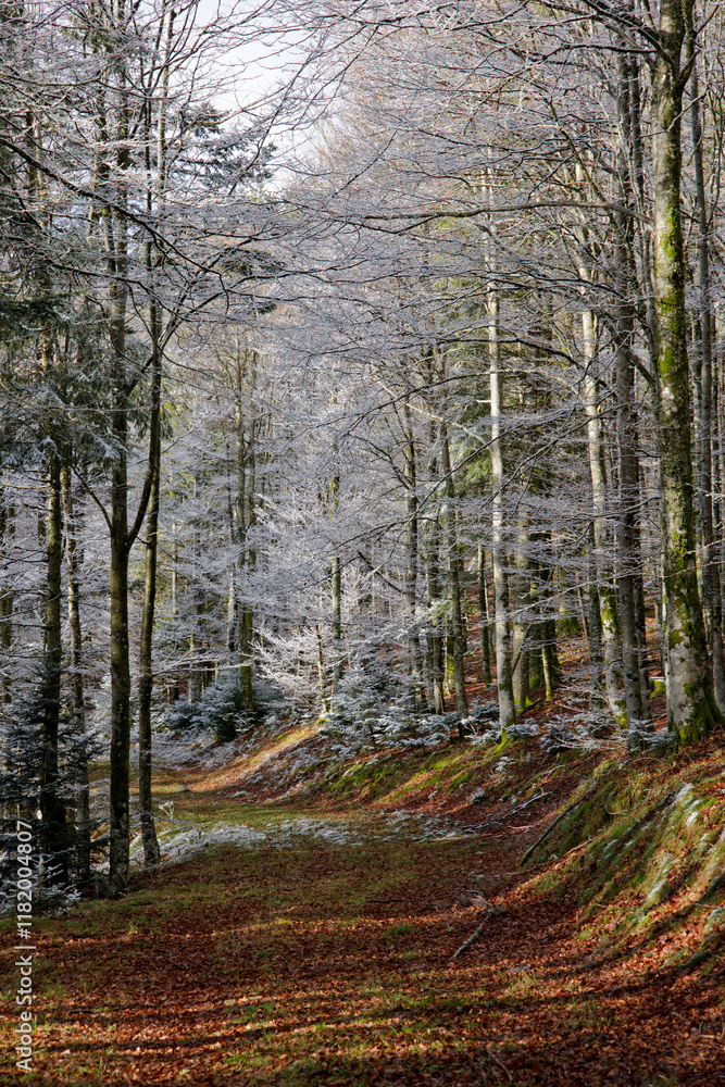 Fototapeta premium Chemin forestier