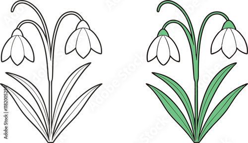 Snowdrop Flowers Coloring Page, Line Art, Botanical Illustration