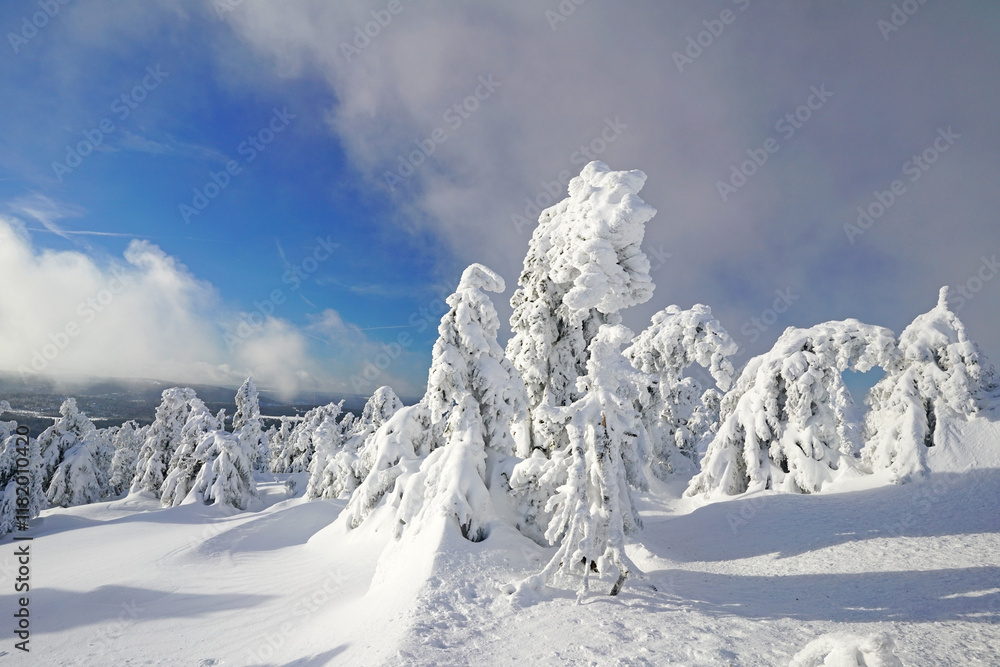 stunning winter nature with very impressive firs and blue sky with white clouds stunning winter nature with very impressive firs and blue sky with white clouds