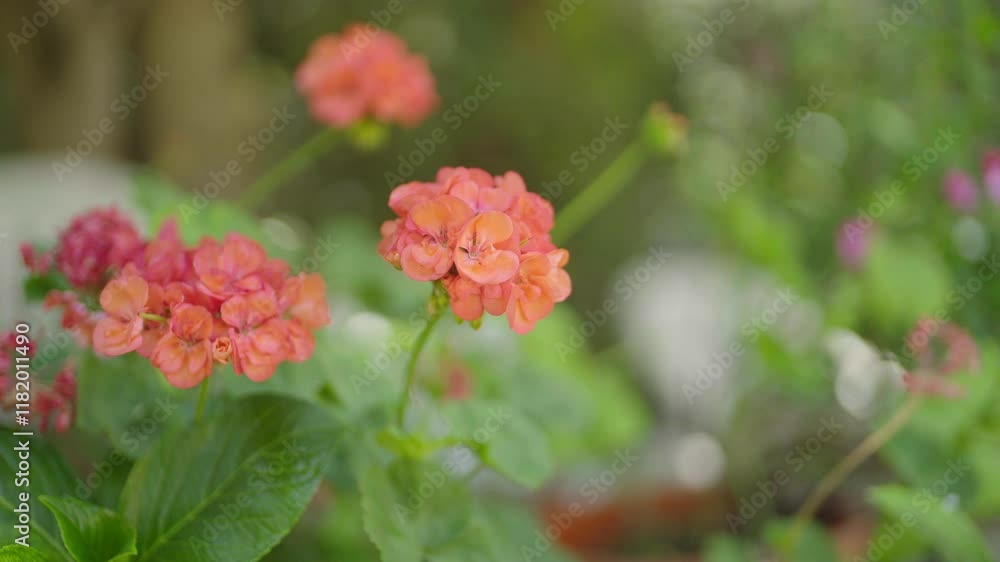 Vibrant orange flowers blooming in a lush green garden. Vibrant orange flowers blooming in a lush green garden.