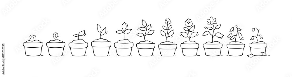 Fototapeta premium Plant growth from seed to sprout and flower. Doodle icons of process of houseplant growing in pot. Nature, garden, botany concept with stages of flower life, vector hand drawn illustration