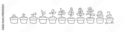Plant growth from seed to sprout and flower. Doodle icons of process of houseplant growing in pot. Nature, garden, botany concept with stages of flower life, vector hand drawn illustration