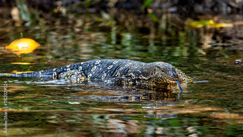 The water monitor waran in the wilderness of  Sri Lanka photo