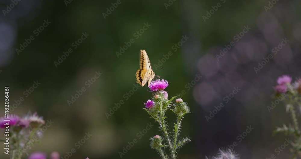 Schwalbenschwanzfalter auf Distel. Schwalbenschwanzfalter auf Distel.