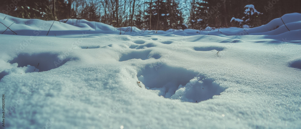 Obraz premium Mysterious animal tracks in a snowy forest under bright winter sunlight