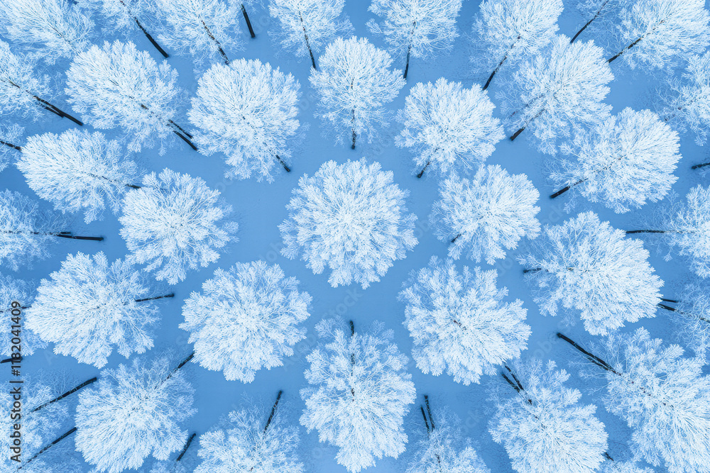 Snow-covered trees winter forest aerial view nature serenity Snow-covered trees winter forest aerial view nature serenity