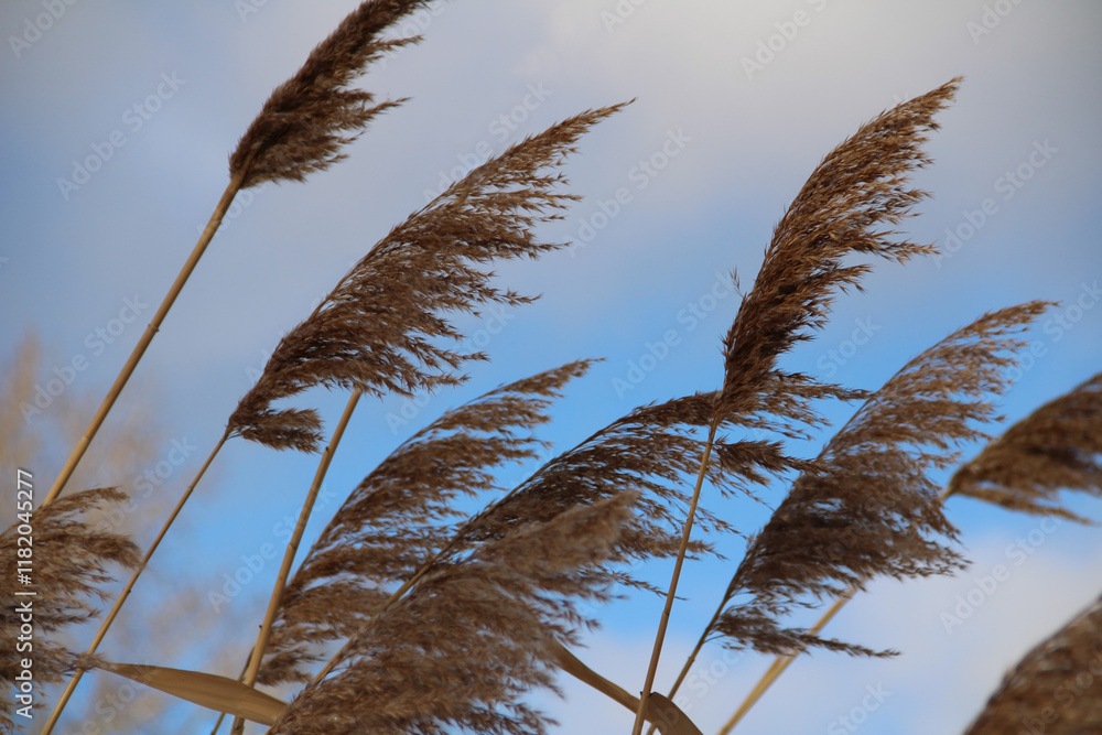 Fototapeta premium Dry reeds blowing in the wind against a blue sky, minimalist nature concept, aesthetic outdoor landscape details, ideal for wellness background or eco-friendly design.