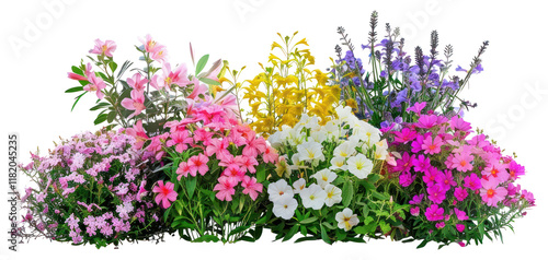 PNG Colorful vibrant assorted blooming flowers