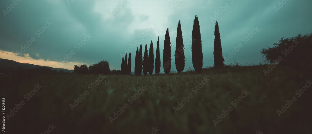Obraz premium Cypress trees tower against a moody sky at dusk in an iconic landscape