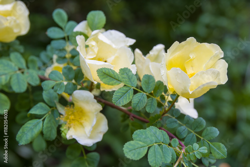 close up of beautiful yellow roses