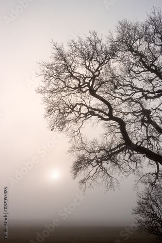 Kahle Eiche im Nebel, Baumbestattung, Waldfriedhof, Friedwald	