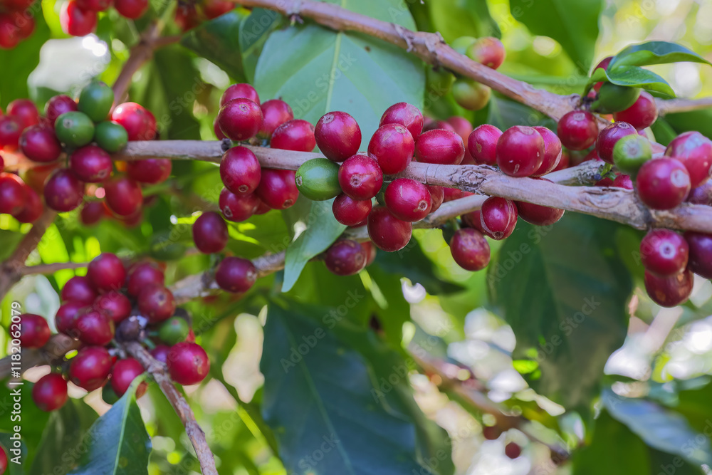 Coffee tree concept. Organic coffee berries beans. Red berry branch. coffee beans on the tree organic farming concept Coffee tree concept. Organic coffee berries beans. Red berry branch. coffee beans on the tree organic farming concept