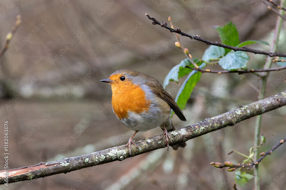 European Robin (Erithacus rubecula) in National Botanic Gardens, Dublin - Native to Europe and Asia European Robin (Erithacus rubecula) in National Botanic Gardens, Dublin - Native to Europe and Asia
