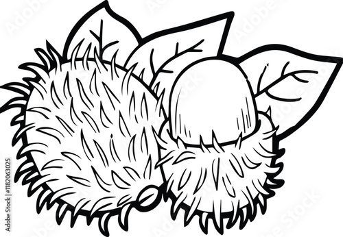 Rambutan fruit outline coloring book page and digital line art