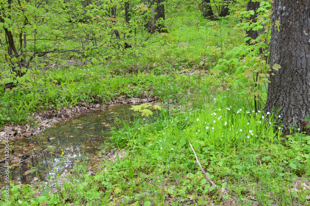 a spring forest with a lawn of blooming stellaria plants a spring forest with a lawn of blooming stellaria plants