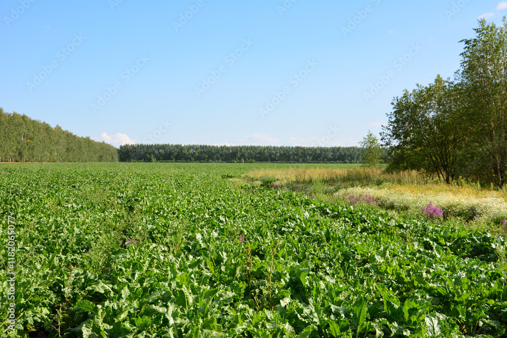 a green agricultural field with some trees and blue sky copy space a green agricultural field with some trees and blue sky copy space