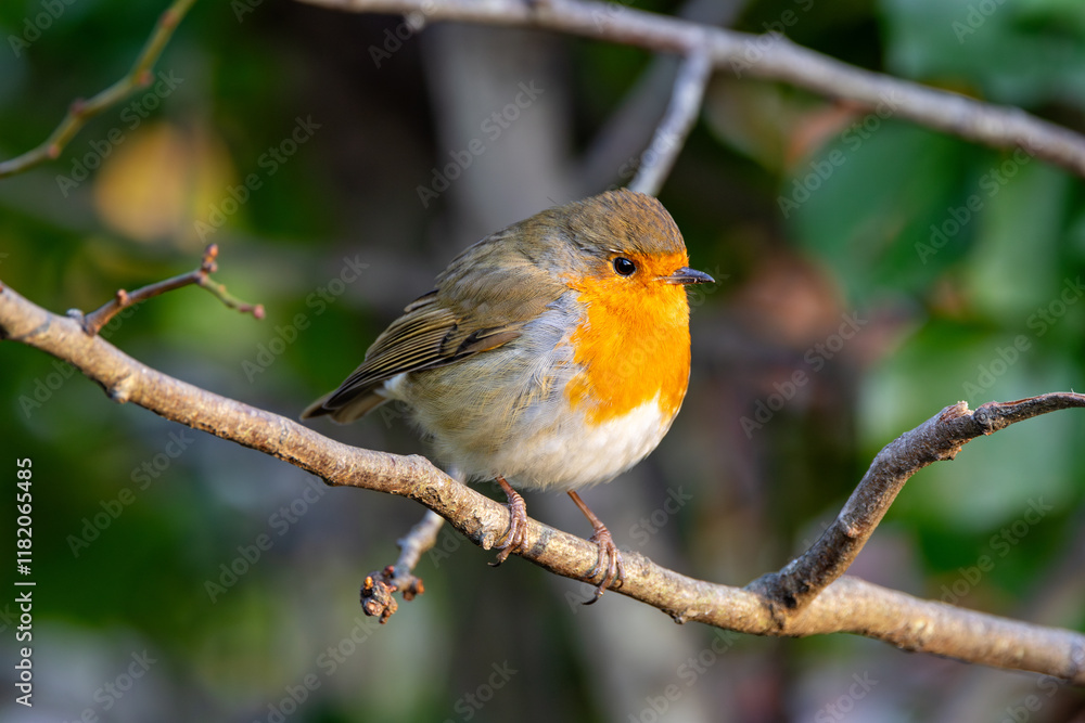 European Robin (Erithacus rubecula) in National Botanic Gardens, Dublin - Native to Europe and Asia European Robin (Erithacus rubecula) in National Botanic Gardens, Dublin - Native to Europe and Asia