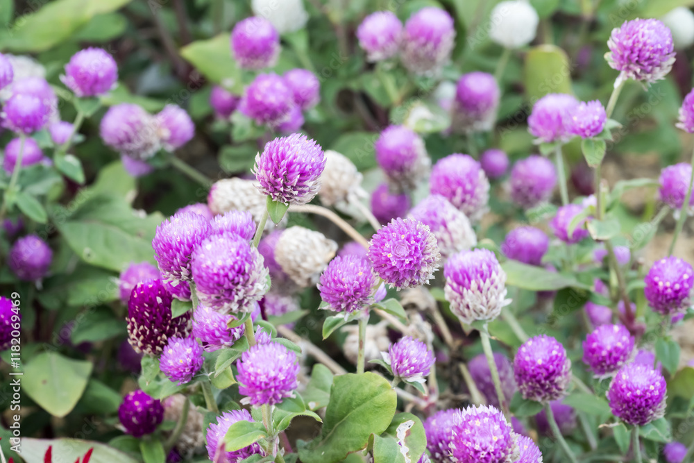 Beautiful Globe Amaranth (gomphrena globosa) flowers. Beautiful Globe Amaranth (gomphrena globosa) flowers.