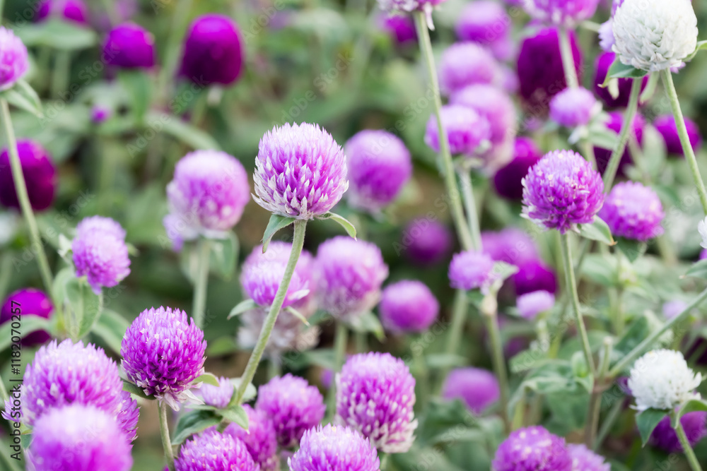 Beautiful Globe Amaranth (gomphrena globosa) flowers. Beautiful Globe Amaranth (gomphrena globosa) flowers.