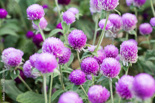 Beautiful Globe Amaranth (gomphrena globosa) flowers.