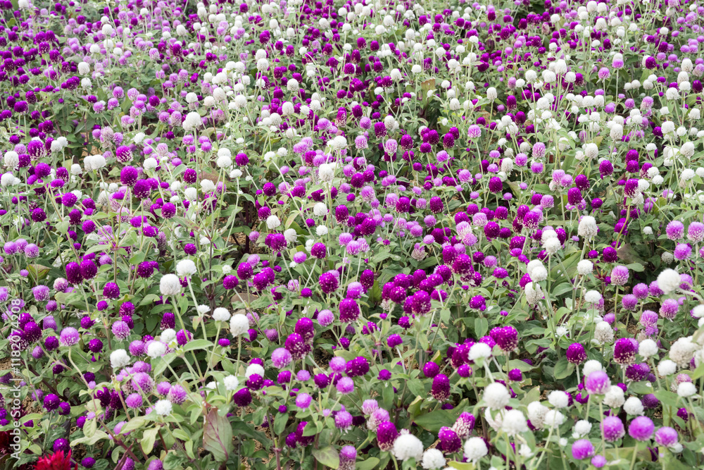 Naklejka premium Beautiful Globe Amaranth (gomphrena globosa) flowers.