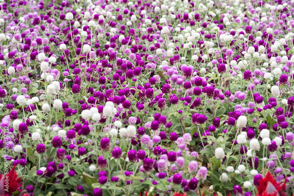 Beautiful Globe Amaranth (gomphrena globosa) flowers. Beautiful Globe Amaranth (gomphrena globosa) flowers.