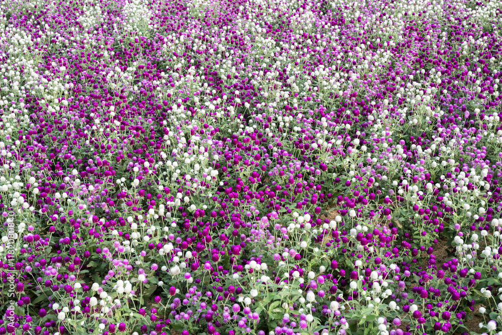 Beautiful Globe Amaranth (gomphrena globosa) flowers. Beautiful Globe Amaranth (gomphrena globosa) flowers.
