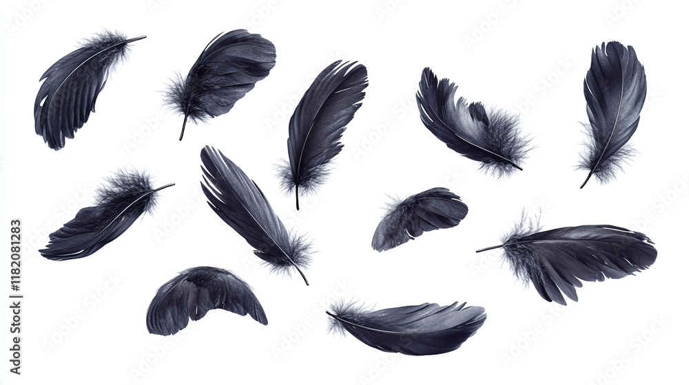 Set of different bird black feathers, isolated on white background. Set of different bird black feathers, isolated on white background.
