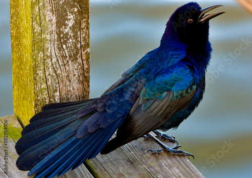 A large, lanky black grackle with a rounded crown and a long tail. Males have long tails, almost as long as their bodies, often held in a V-shape, like the keel of a boat.