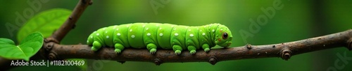 Green caterpillar with white spots on brown tree branch, pityocampa, foliage, nature photo