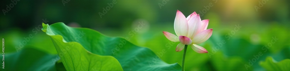 Green lotus stem with pink lotus flower buds emerging, serenity, foliage Green lotus stem with pink lotus flower buds emerging, serenity, foliage