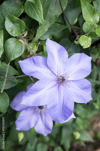 Beautiful purple Clematis flowers.