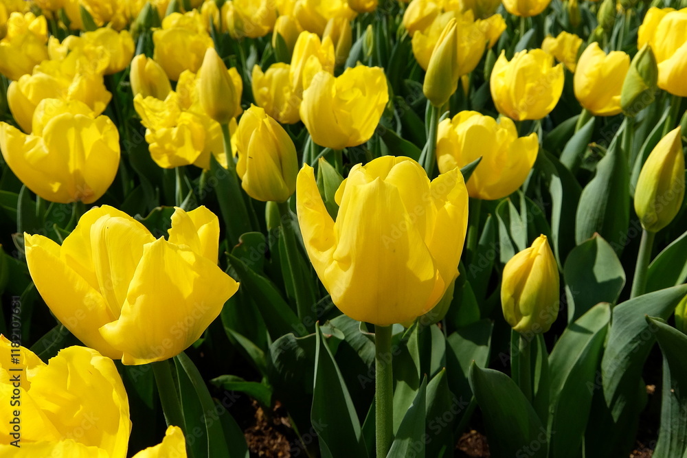 Close-up of beautiful yellow tulip flowers in full bloom. A field of yellow tulips Close-up of beautiful yellow tulip flowers in full bloom. A field of yellow tulips