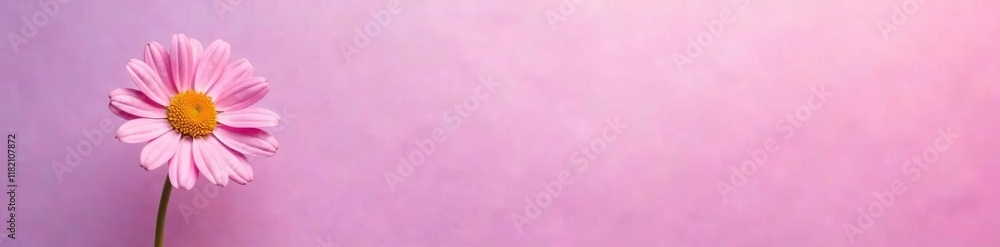 Delicate pink chamomile flower on a soft lavender background, pink, delicate Delicate pink chamomile flower on a soft lavender background, pink, delicate