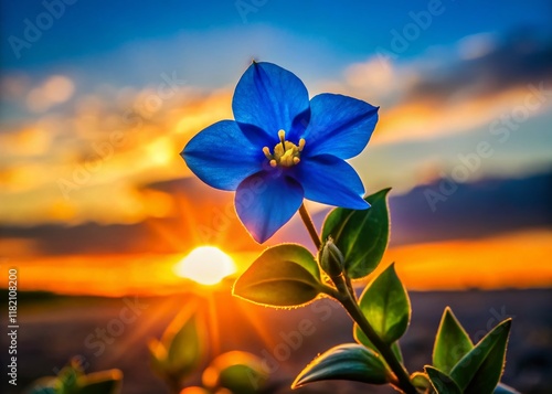 Silhouette of Blue Pimpernel Flower at Sunset, Lysimachia foemina, Wildflower, Botanical Silhouette photo