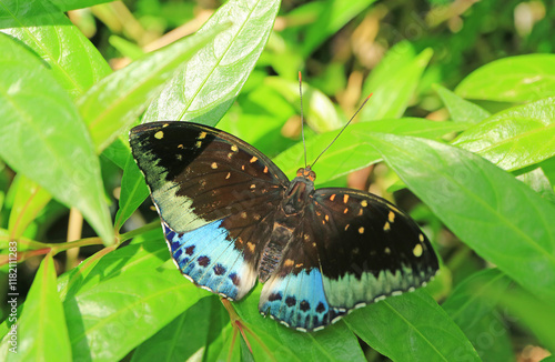 Stunning Lexias Pardalis or Common Archduke Resting on Vibrant Green Foliage photo