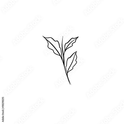  leaf pant line art. Minimalistic line drawing. leaf line art. Botanical drawing illustration by hand.