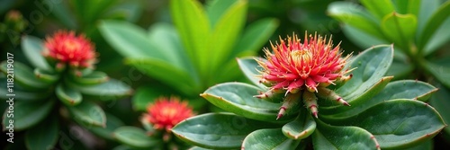 Euphorbia Ingens cactus in a tropical garden with flowers, green, foliage photo