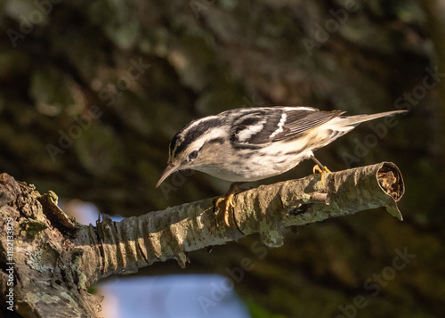 Black and White warbler searching for food on a tree. photo