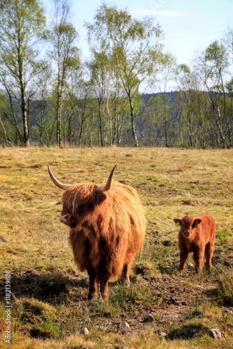 Принти на полотні Highland coo and calf
