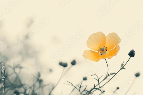 Isolated Wildflower Buttercup with Soft Focus on Delicate Yellow Petals